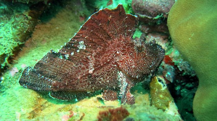 Leaf Scorpionfish (Red Brown Variation)